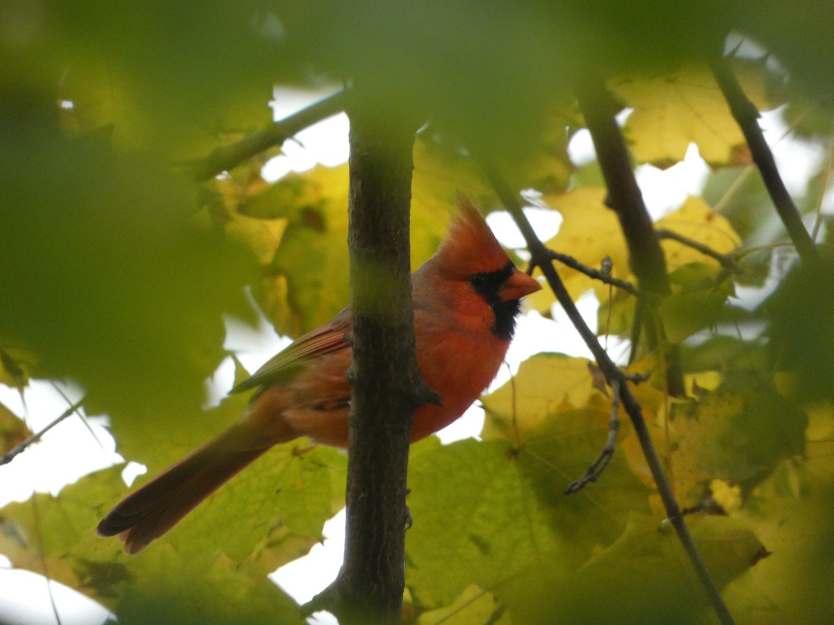 Northern Cardinal - ML644864953