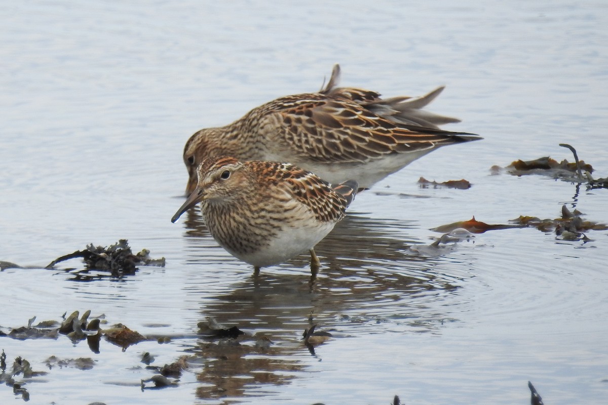 jespák skvrnitý - ML644864960