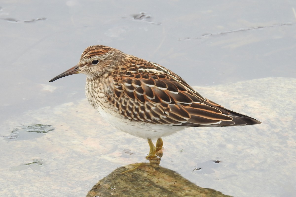 jespák skvrnitý - ML644864961