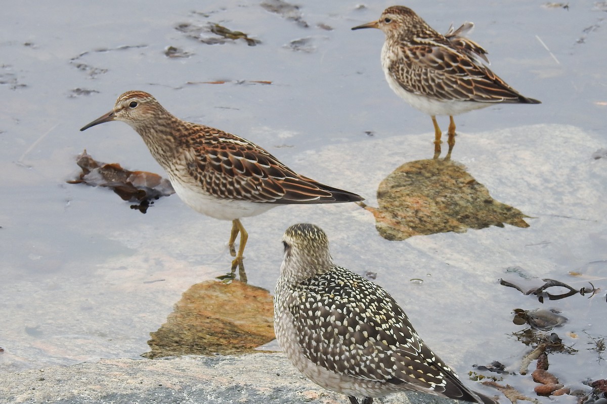 jespák skvrnitý - ML644864962