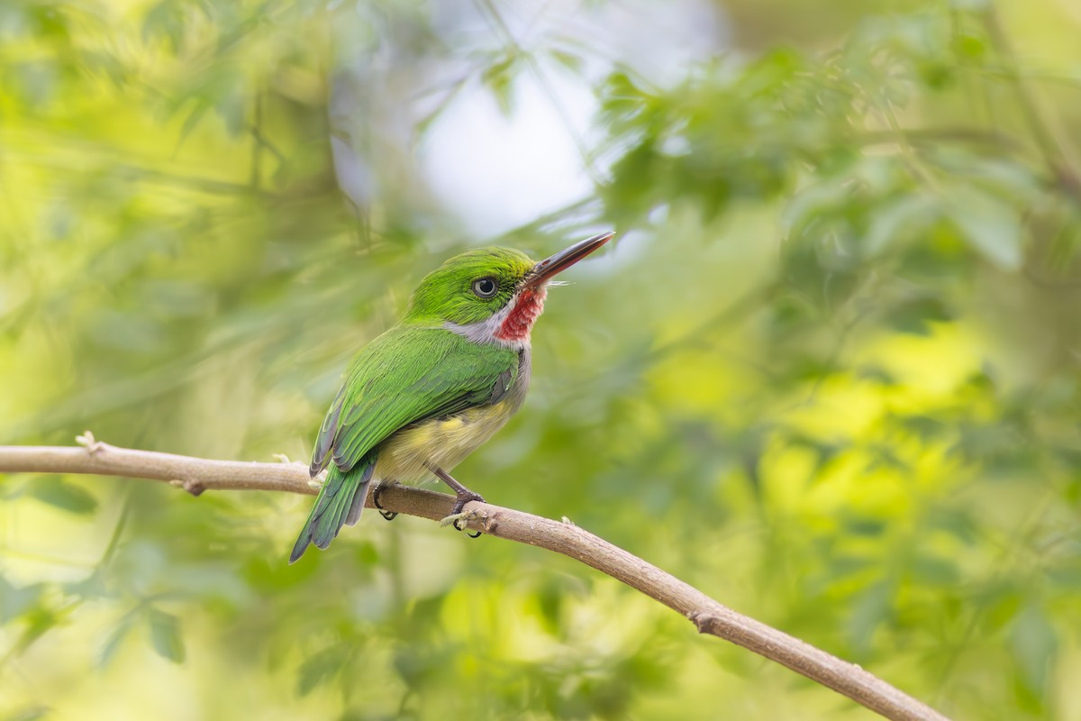Puerto Rican Tody - ML644864964