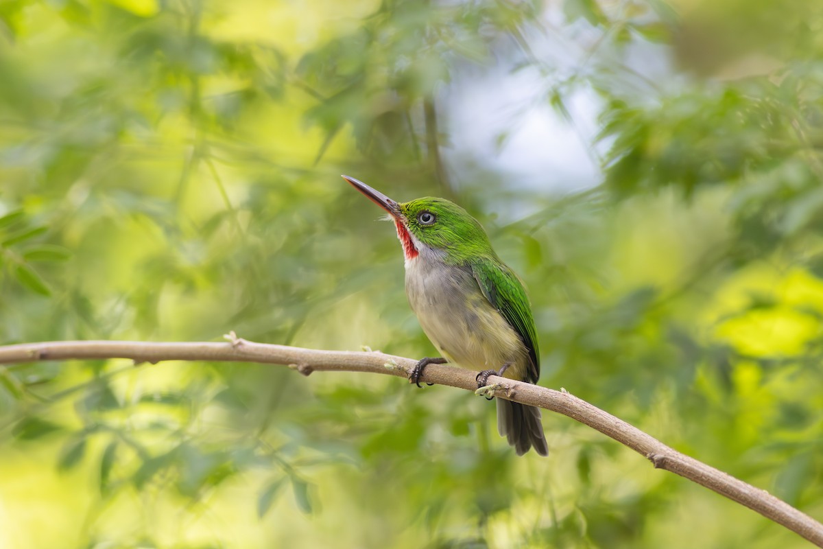 Puerto Rican Tody - ML644864965
