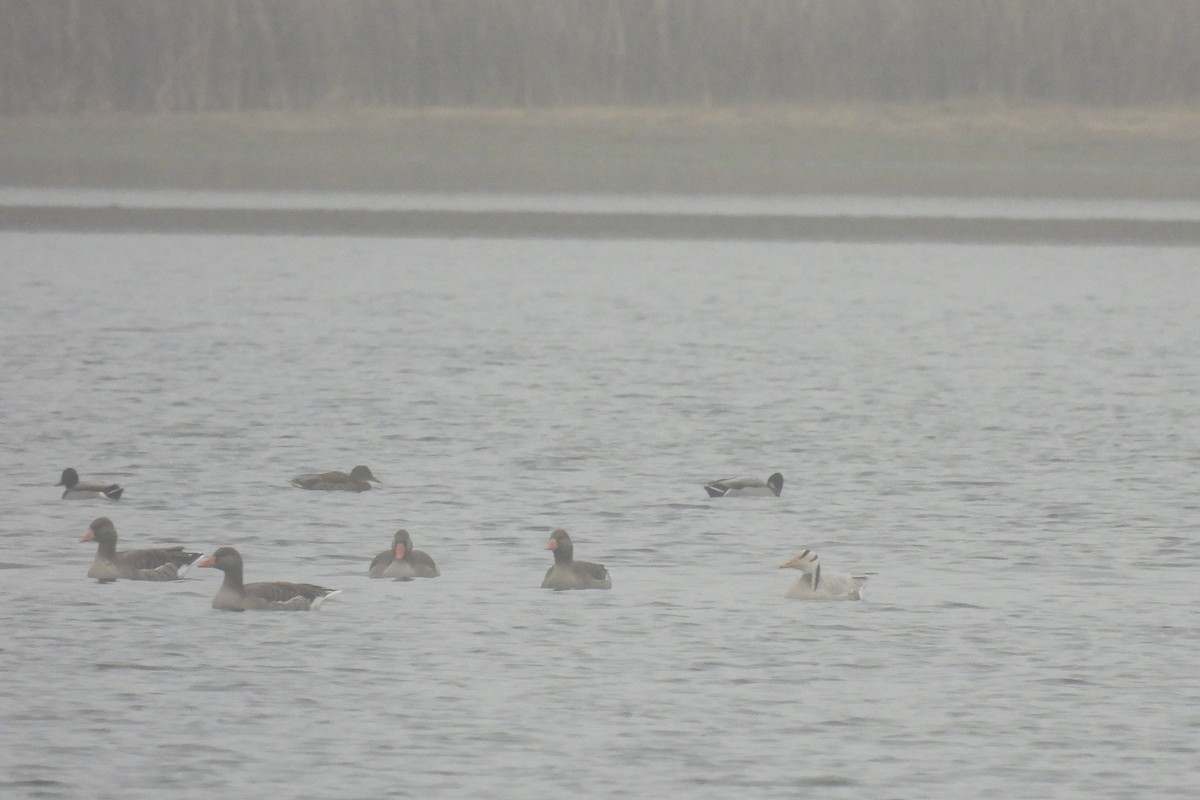 Oie à tête barrée - ML644864967