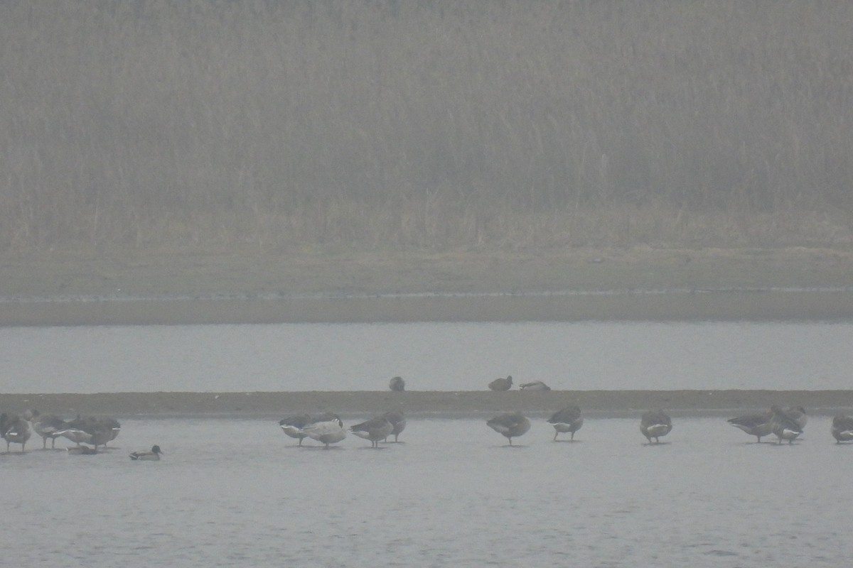 Oie à tête barrée - ML644864968