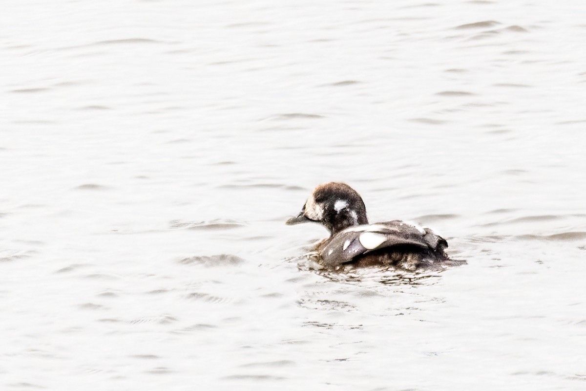 Harlequin Duck - ML644864969