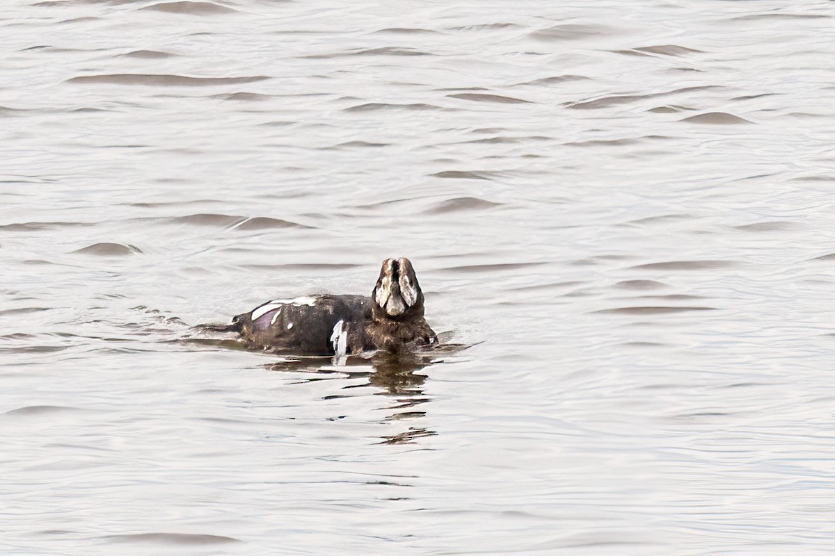 Harlequin Duck - ML644864971