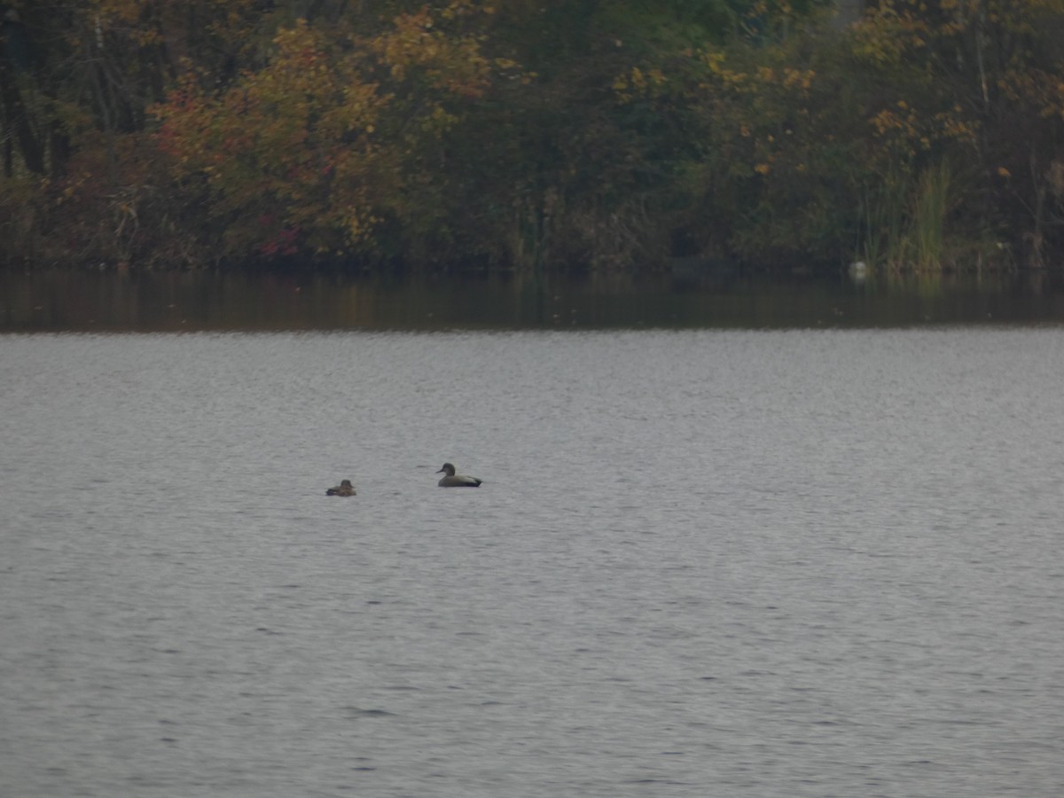 Gadwall - ML644864989