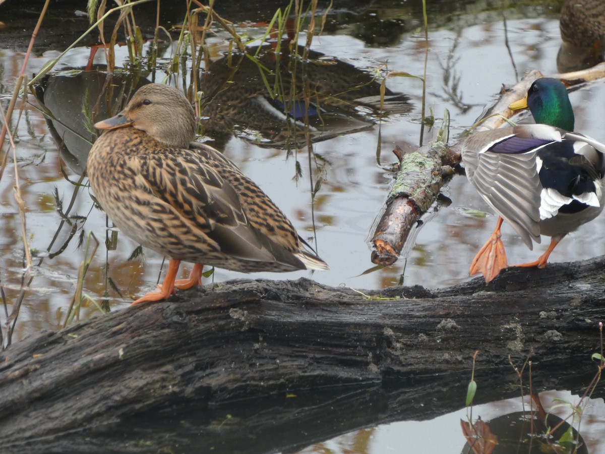 Mallard - ML644864999