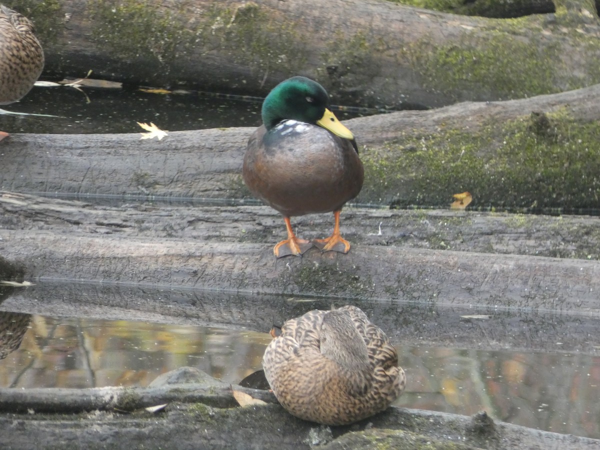 Mallard (Domestic type) - ML644865001