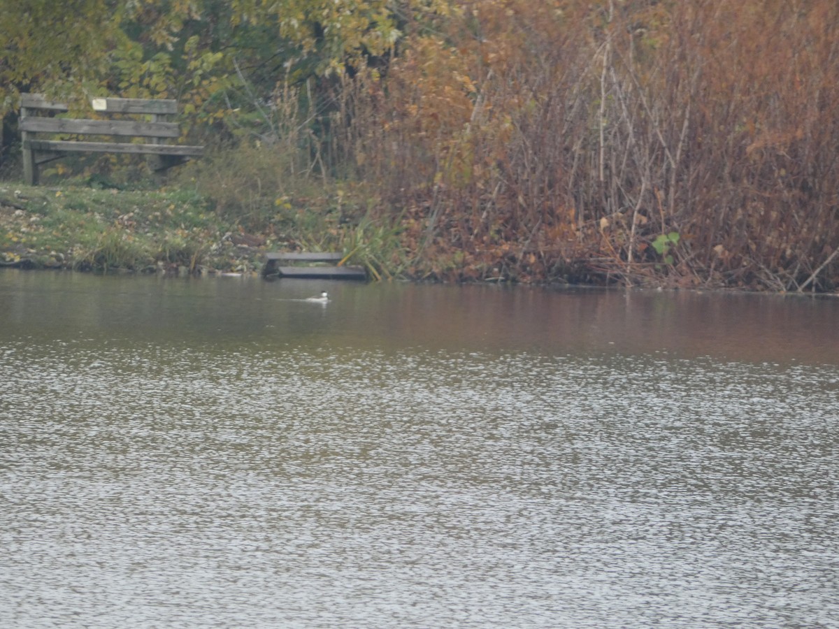 Hooded Merganser - ML644865009