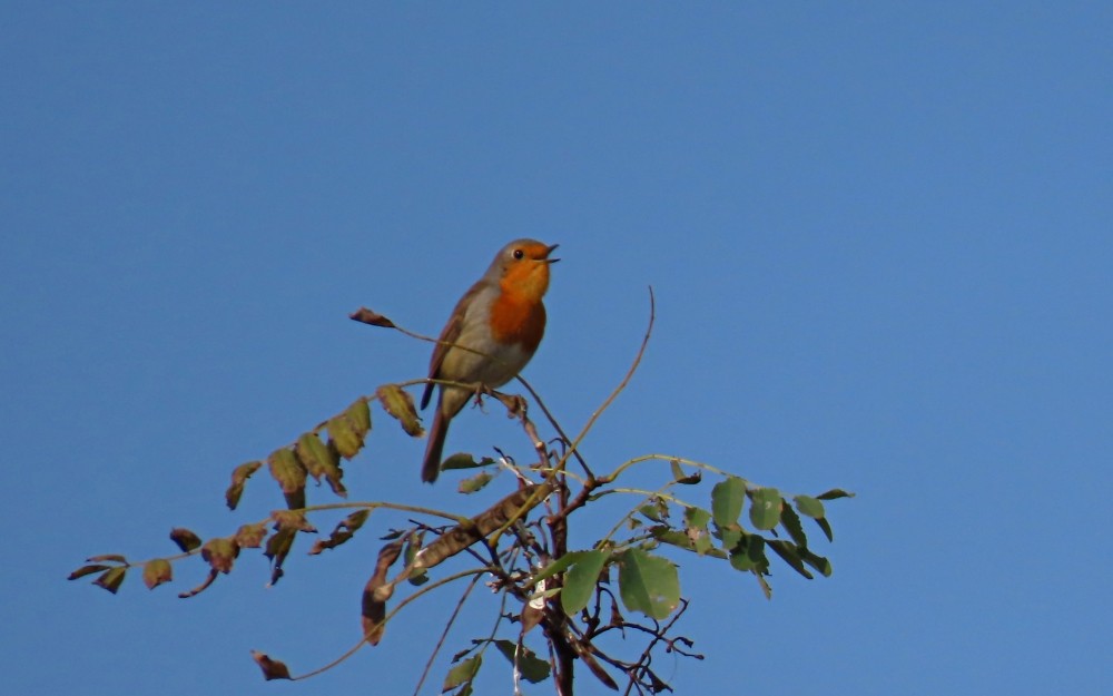 Petirrojo Europeo - ML644865014