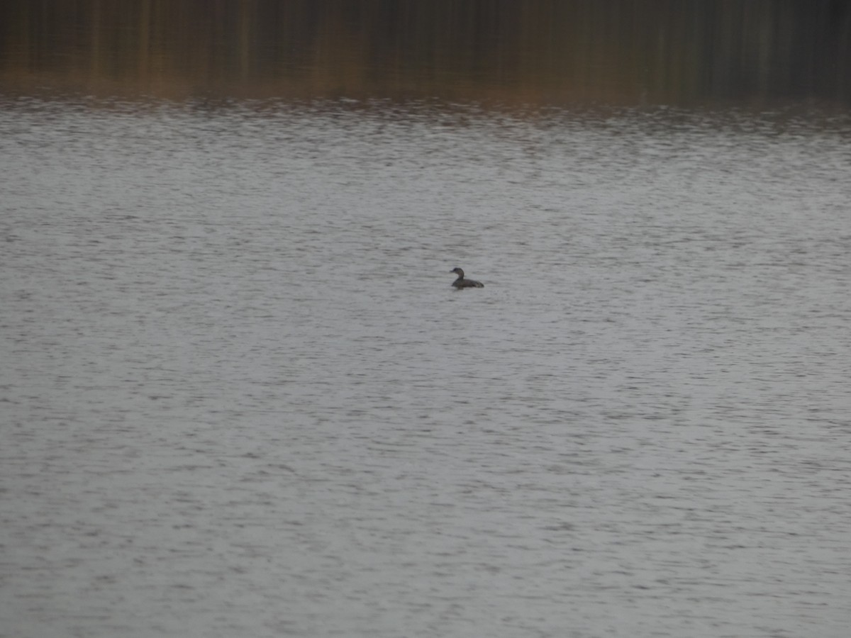 Pied-billed Grebe - ML644865019