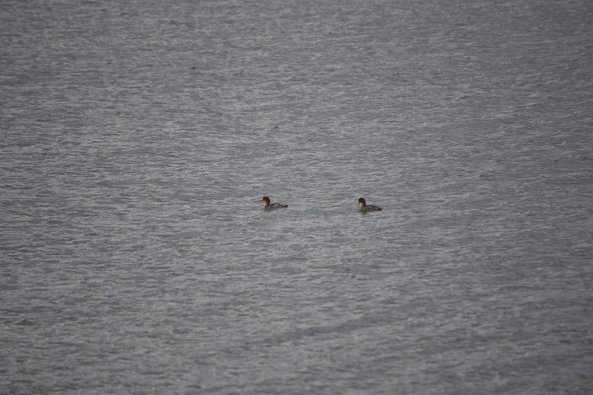 ウミアイサ - ML644865039