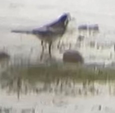 konipas bílý (ssp. yarrellii) - ML644865049