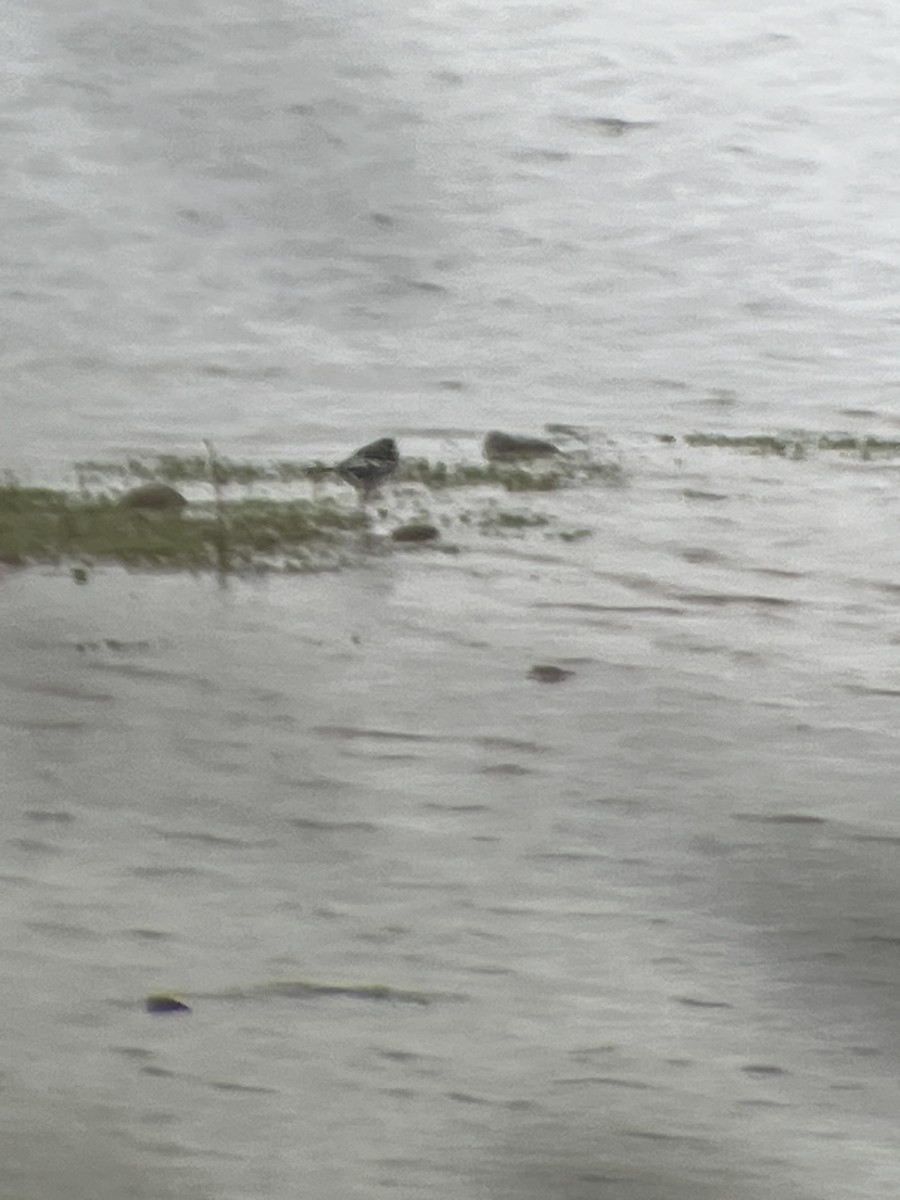 konipas bílý (ssp. yarrellii) - ML644865050