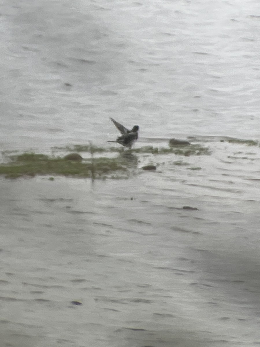 konipas bílý (ssp. yarrellii) - ML644865051