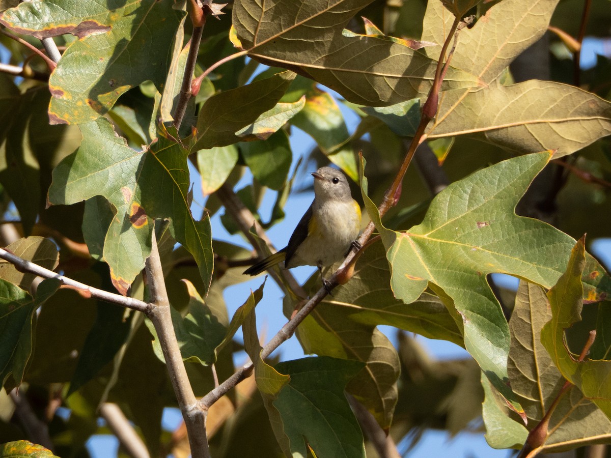American Redstart - ML644865064