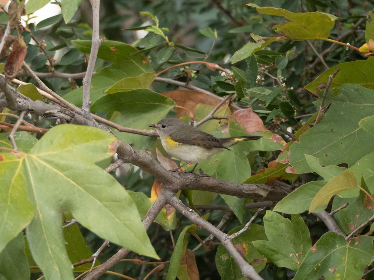 American Redstart - ML644865065