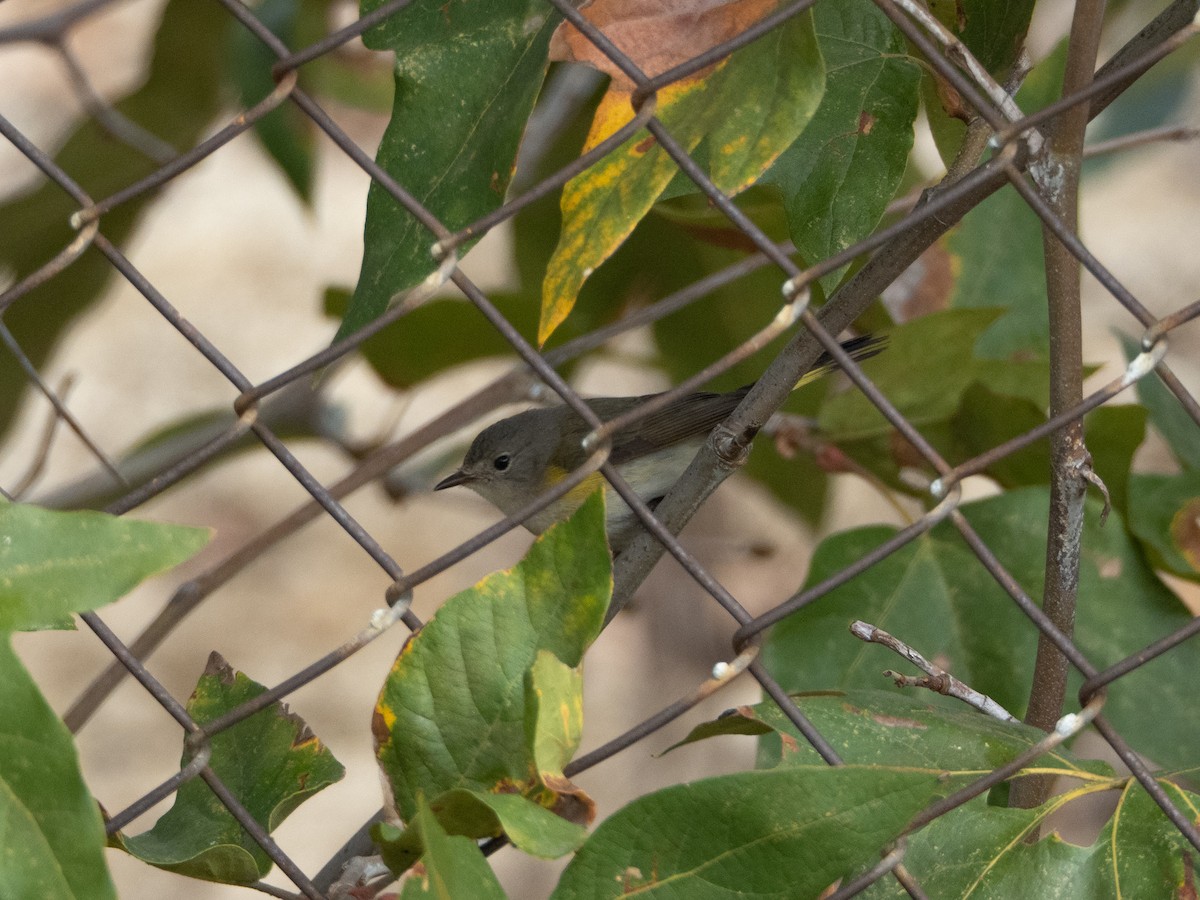 American Redstart - ML644865066
