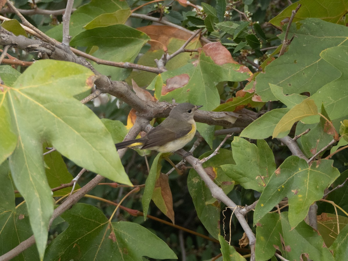 American Redstart - ML644865067