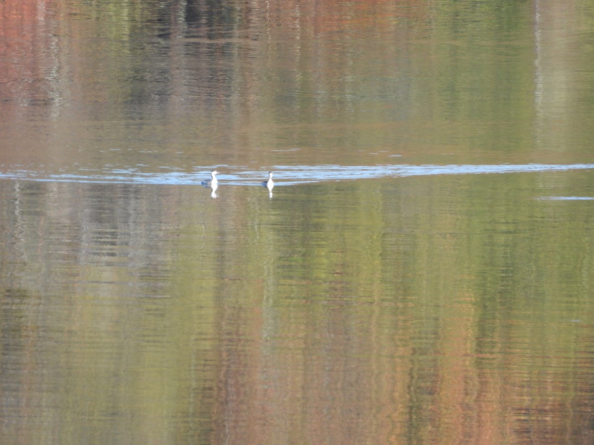 Horned Grebe - ML644865078