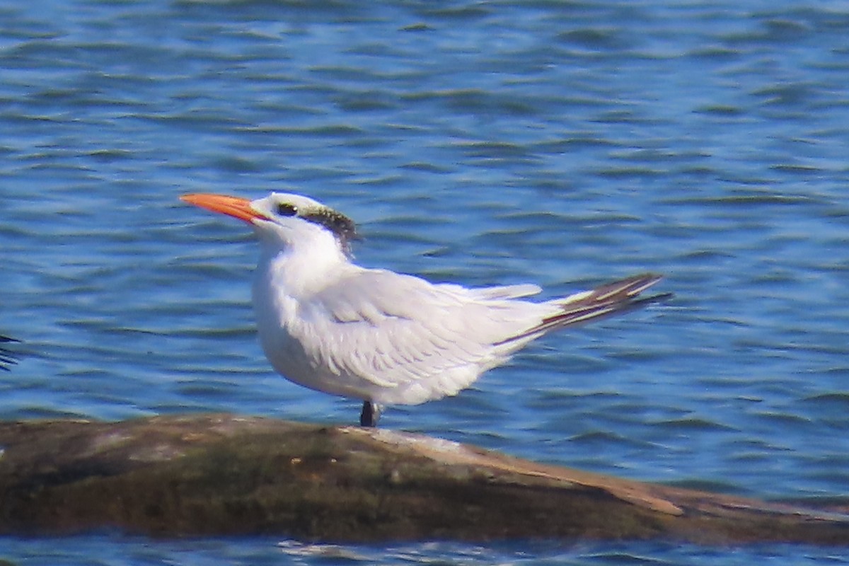 rybák královský - ML644865081