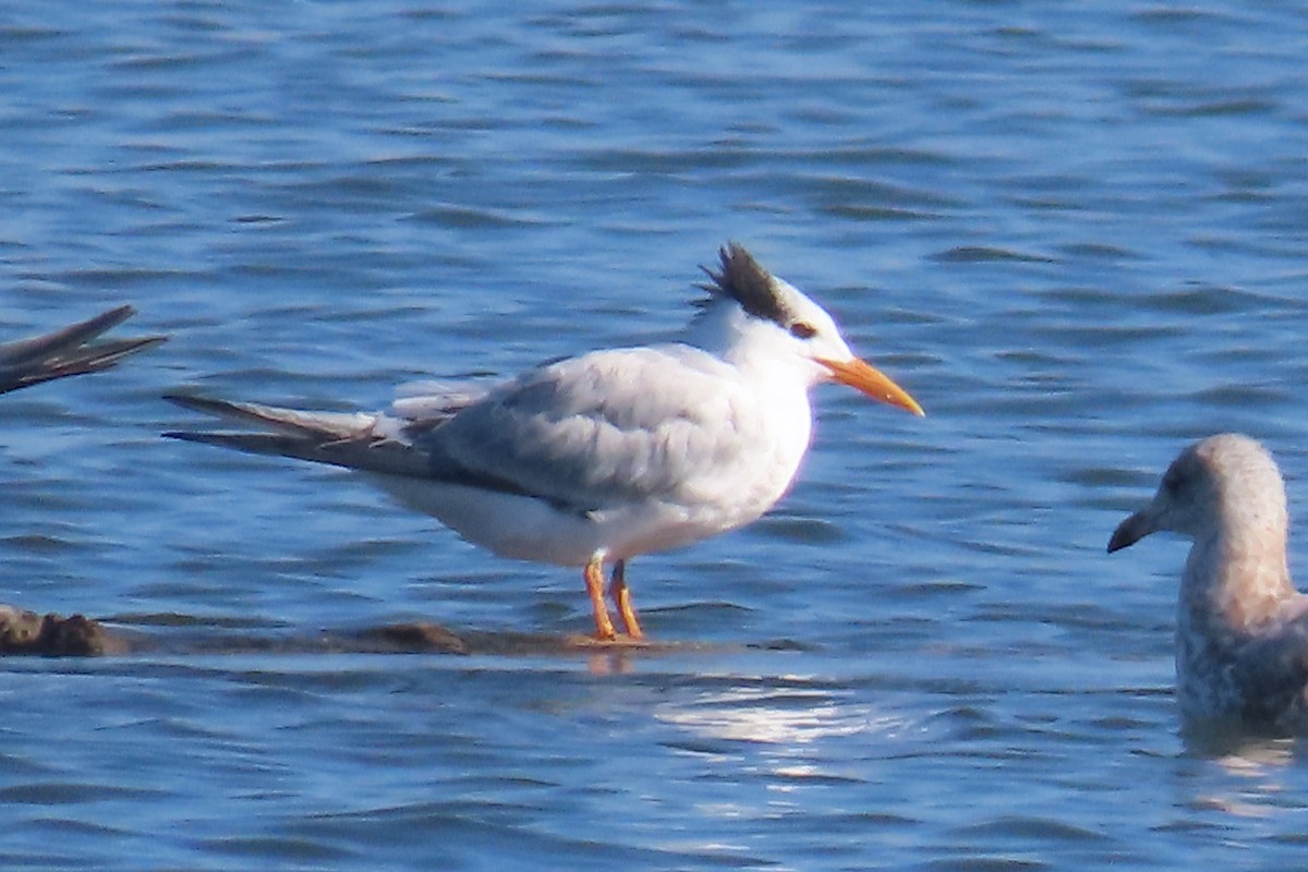 rybák královský - ML644865093