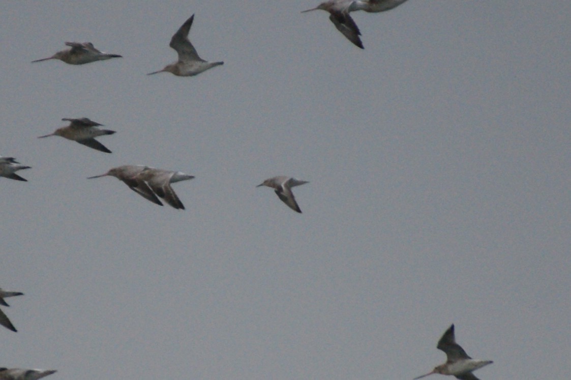 Red Knot - ML644865099