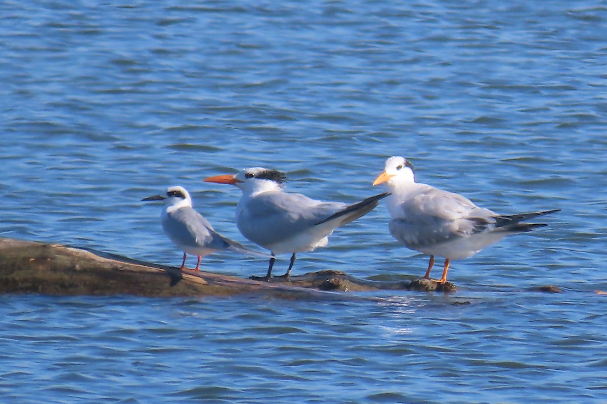 rybák královský - ML644865105