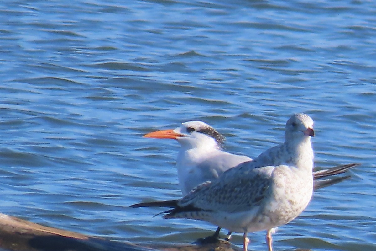 rybák královský - ML644865109