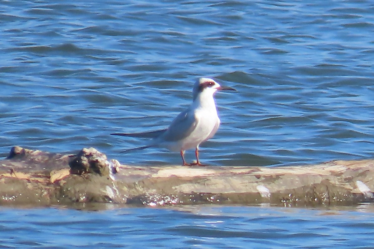 rybák severoamerický - ML644865121