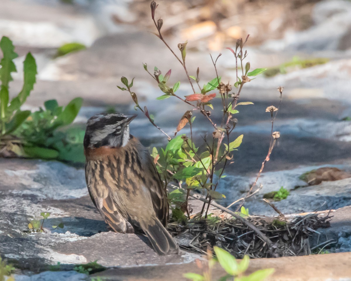 Morgenammer - ML644865132