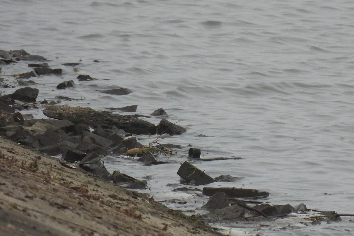 konipas bílý - ML644865142