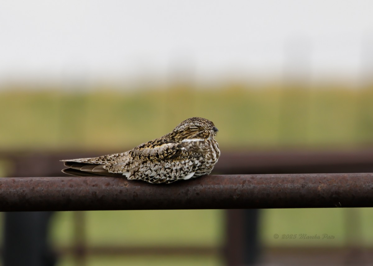 アメリカヨタカ - ML644865162