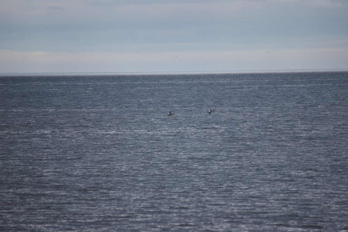 ウミアイサ - ML644865164