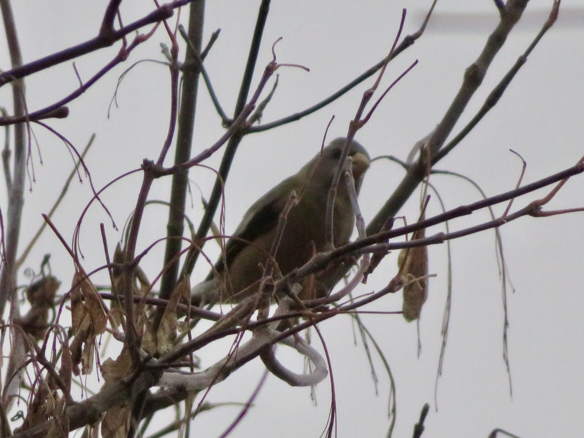 Abendkernbeißer - ML644865173