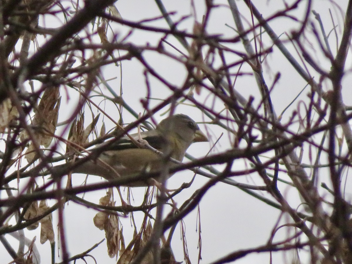 Abendkernbeißer - ML644865174