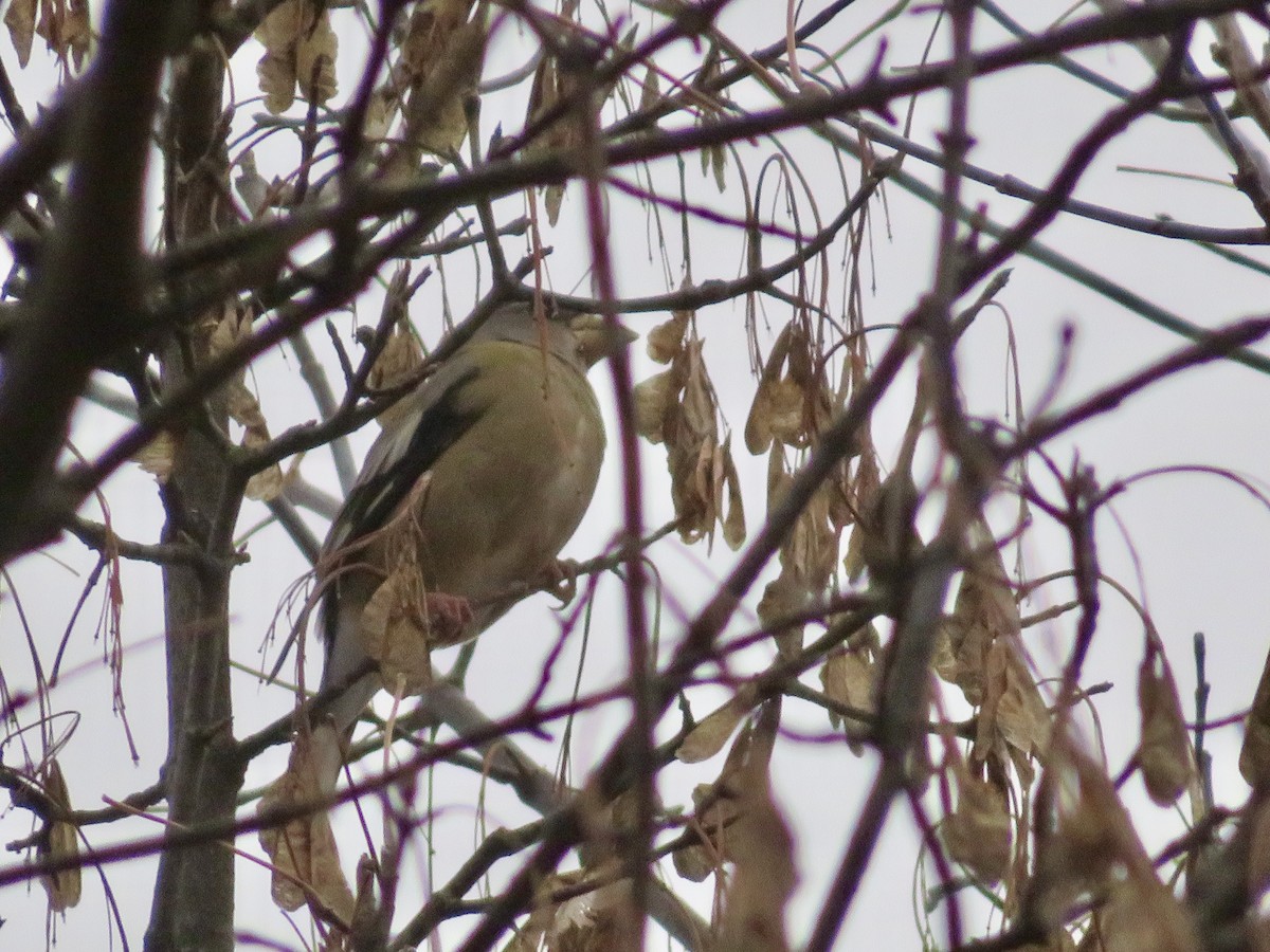 Abendkernbeißer - ML644865175