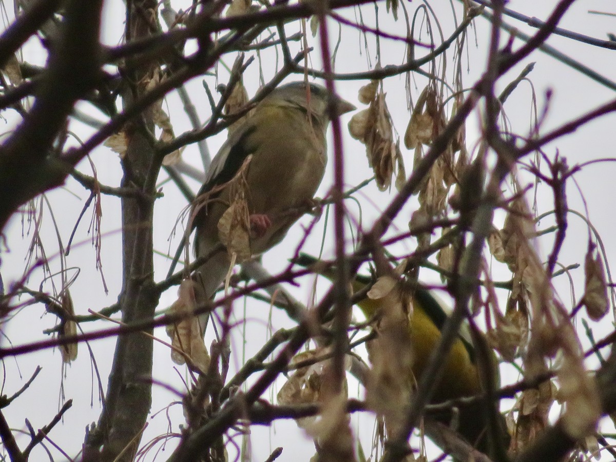 Abendkernbeißer - ML644865176