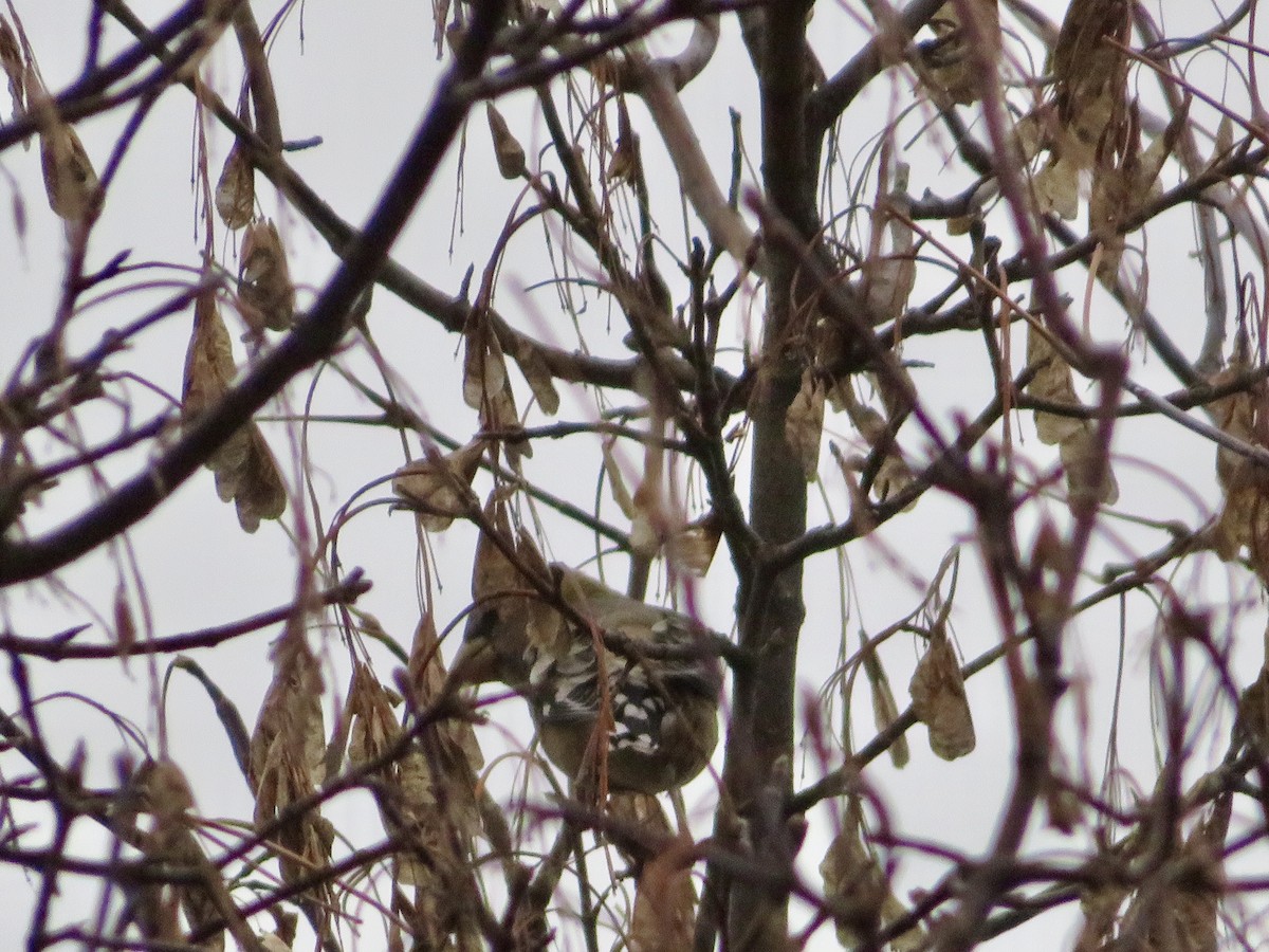 Abendkernbeißer - ML644865177