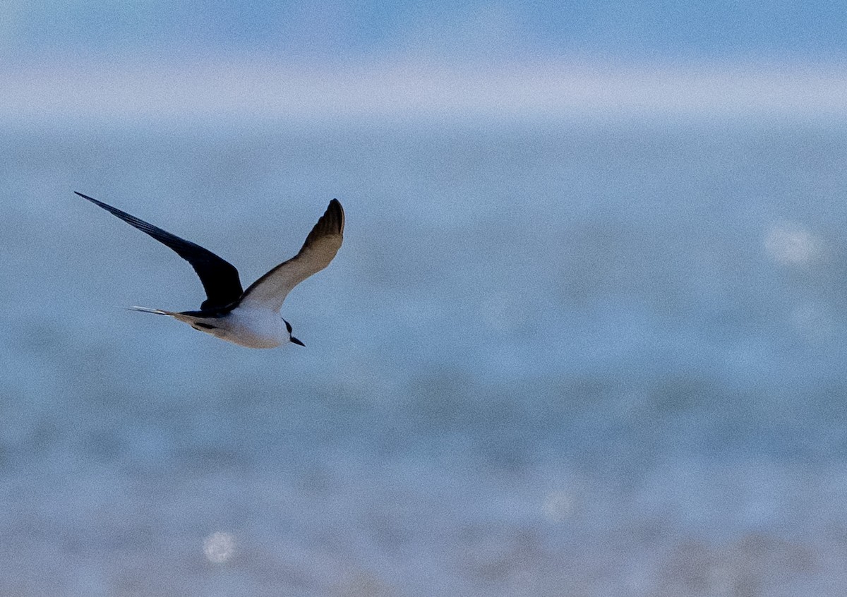 Sooty Tern - ML644865190