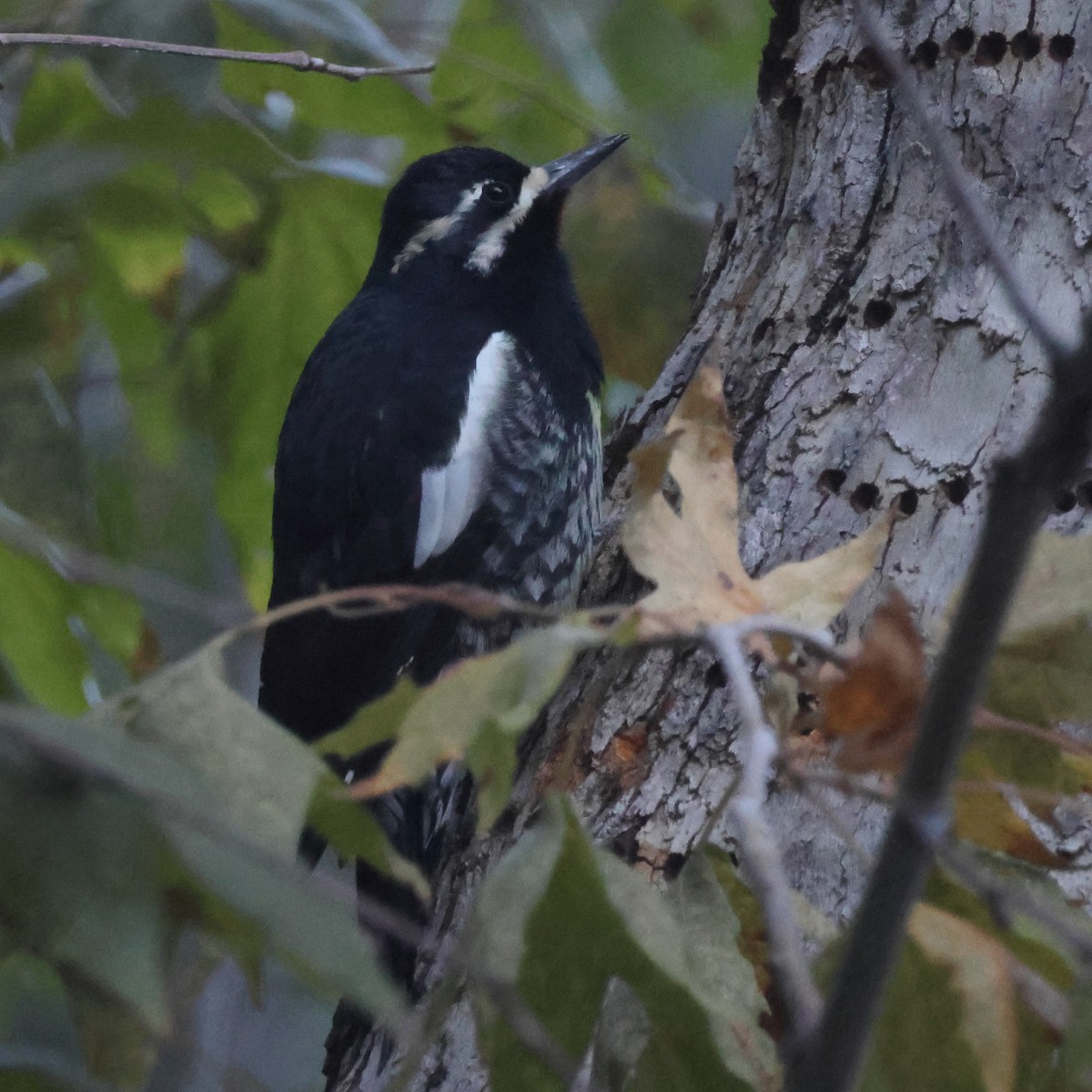 Williamson's Sapsucker - ML644865201