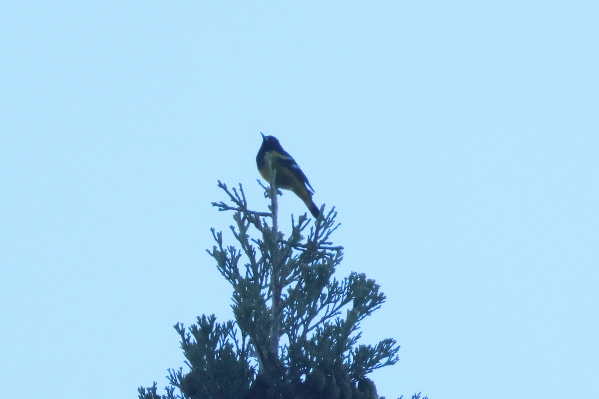 Scott's Oriole - ML644865220