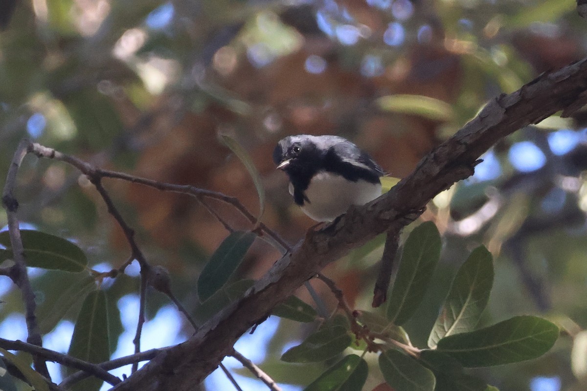 Black-throated Blue Warbler - ML644865228