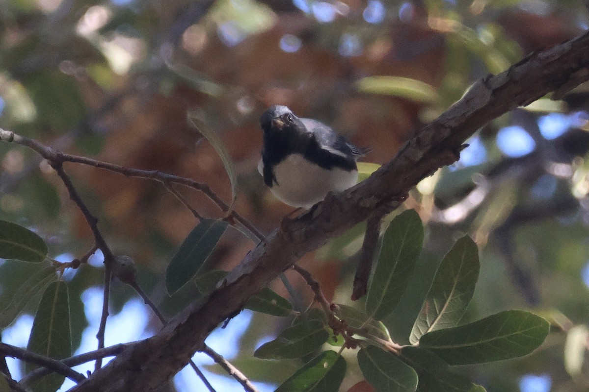 Black-throated Blue Warbler - ML644865229