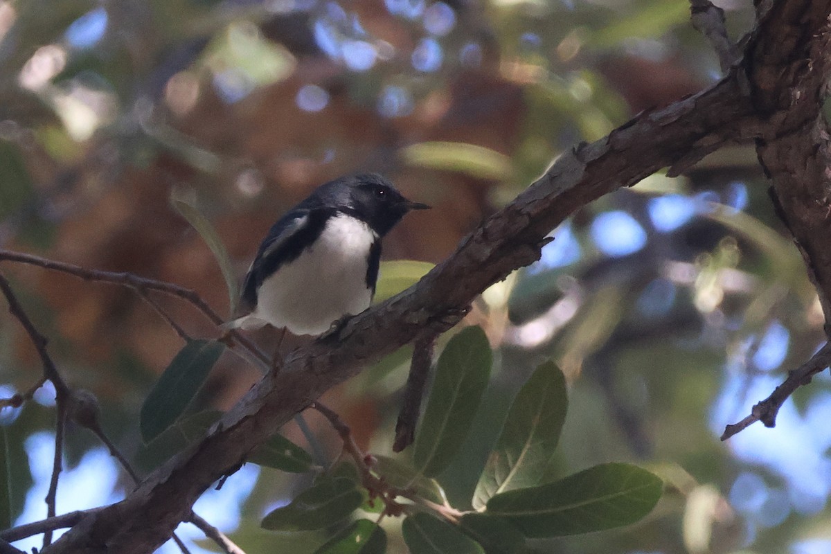 Black-throated Blue Warbler - ML644865230