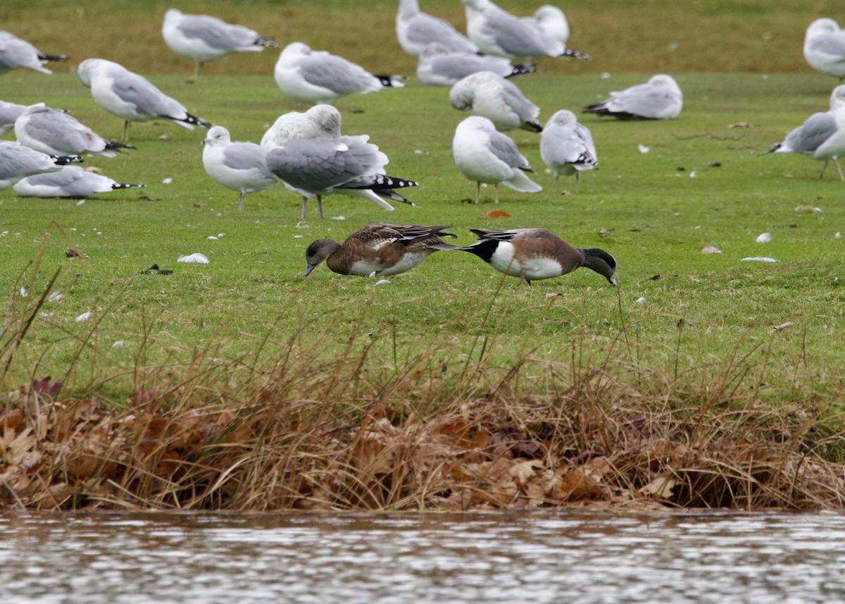 American Wigeon - ML644865237