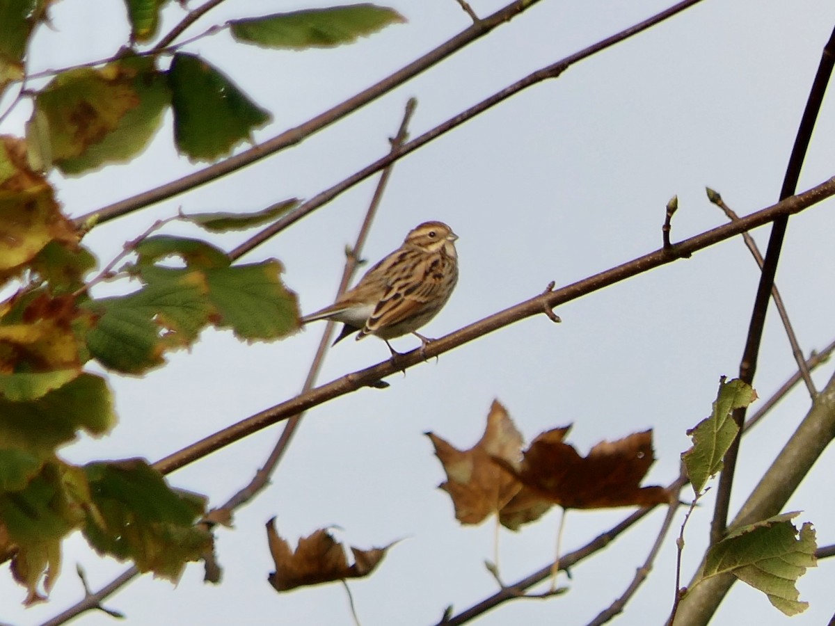 strnad rákosní - ML644865245