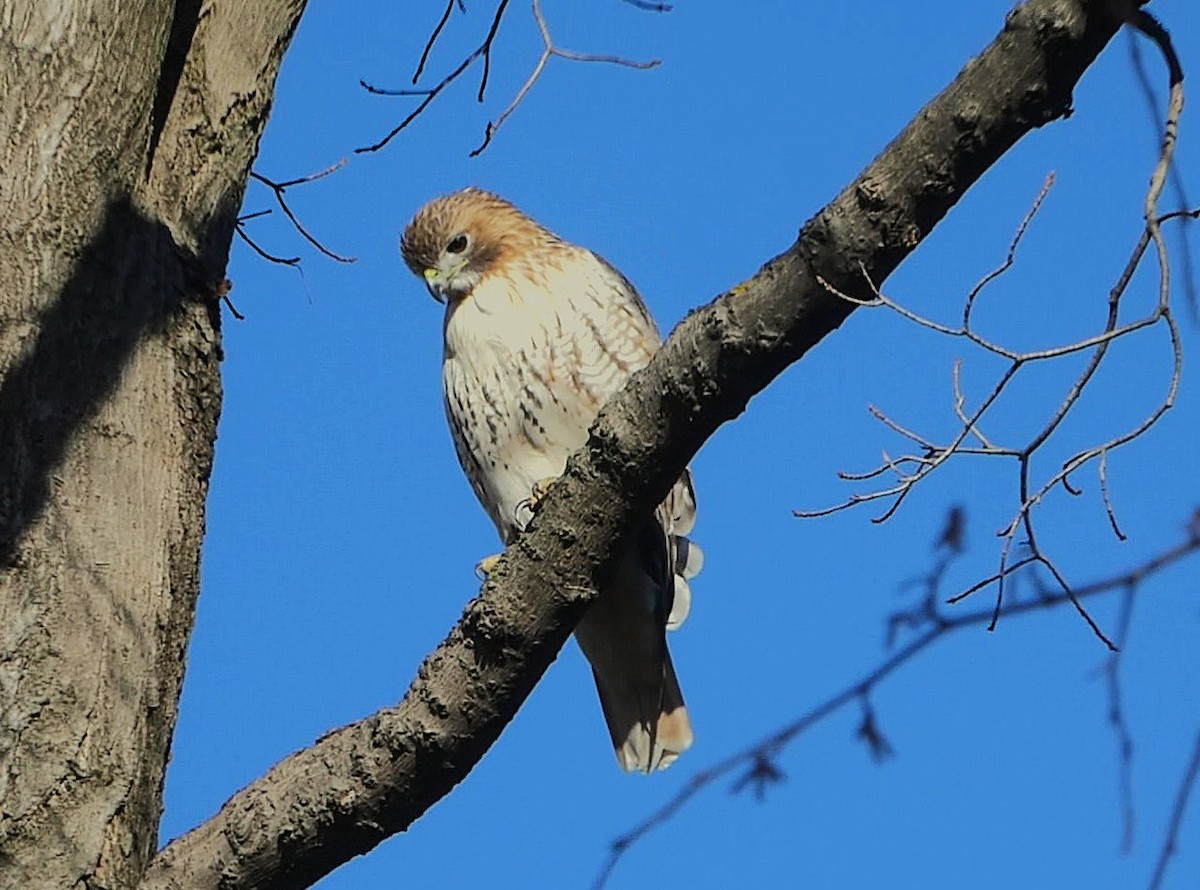 Red-tailed Hawk - ML644865246