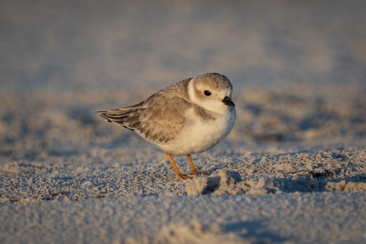 Flötenregenpfeifer - ML644865248